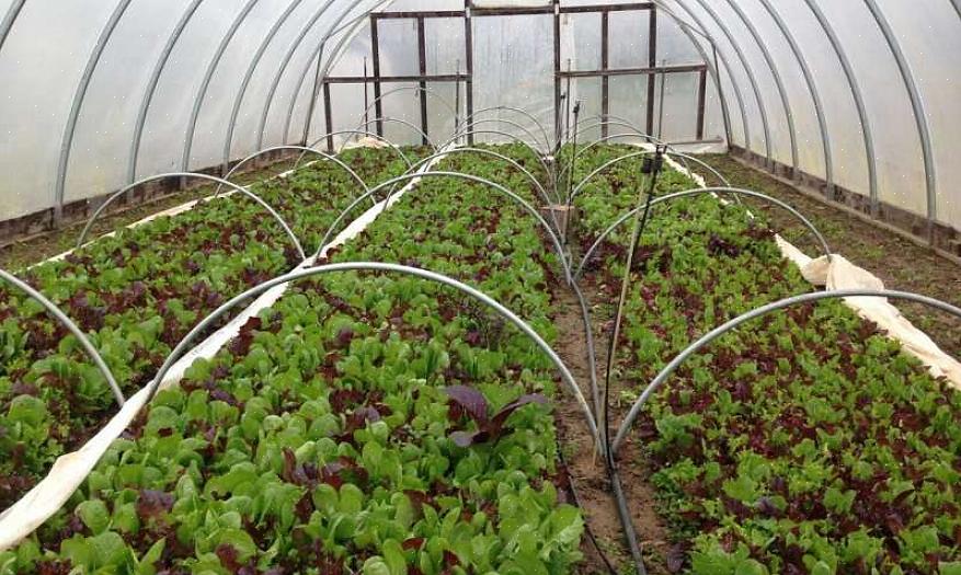 Enquanto o túnel alto é movido para um novo local para iniciar novas plantas