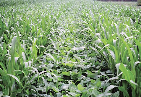 É recomendado seguir a grama do Sorgo-Sudão com uma cultura de cobertura de leguminosas