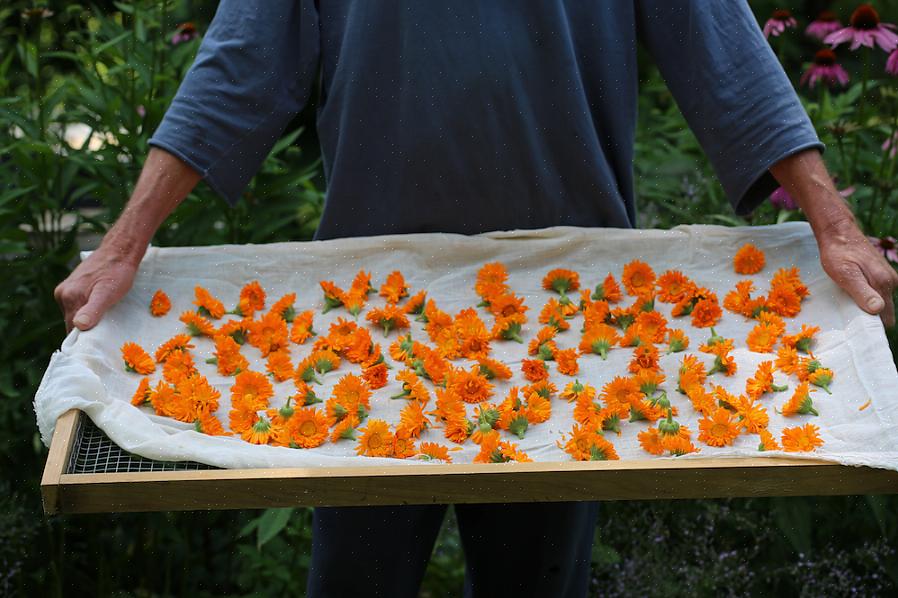 A melhor época para colher flores de calêndula é pela manhã