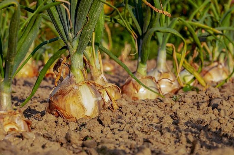 Os jogos de cebola devem ser plantados com 10 centímetros de distância um do outro em fileiras com 30