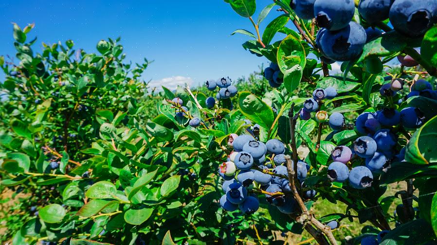 É melhor escolher sua (primeiro!) Baga para cultivar em uma pequena escala de fazenda com base em alguns