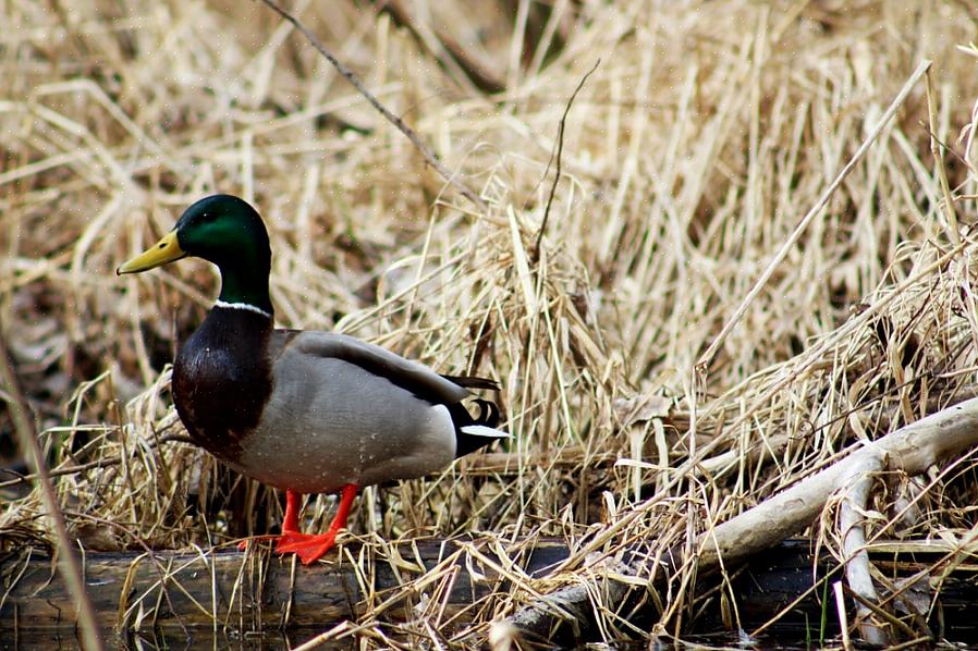 Mallard Duck Nome científico