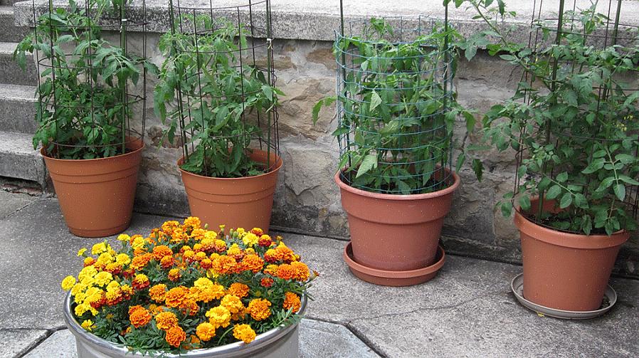 É surpreendentemente fácil cultivar tomatillos em recipientes se você tiver sol