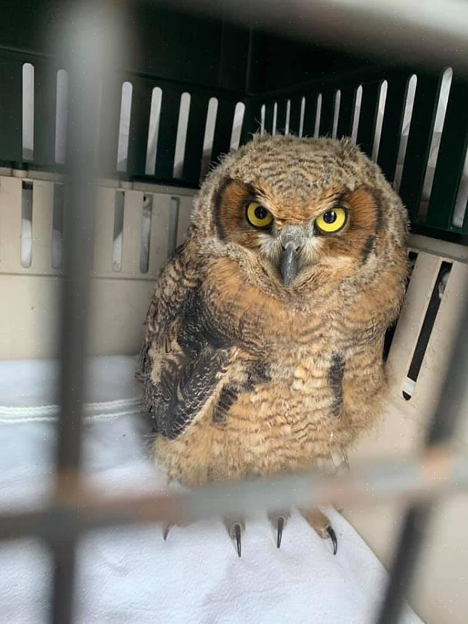 São muito mais claras do que as aves mais escuras encontradas em florestas densas