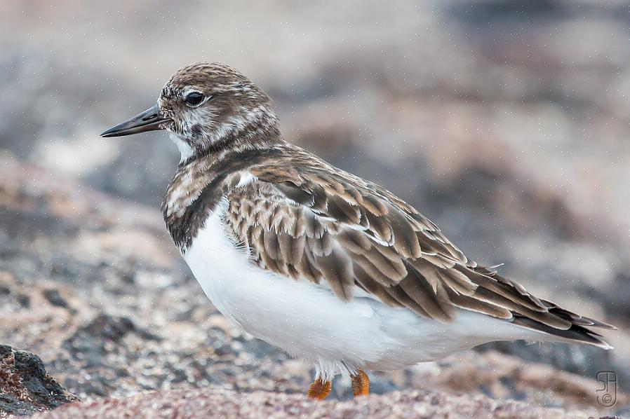 Turnstones Ruddy são pássaros carnívoros