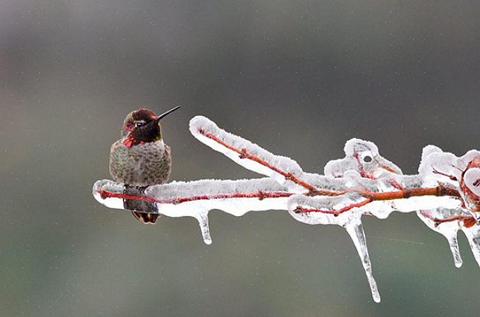 Os beija-flores de inverno não são novidade