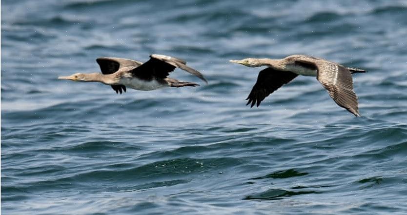 Espécies de aves pelágicas