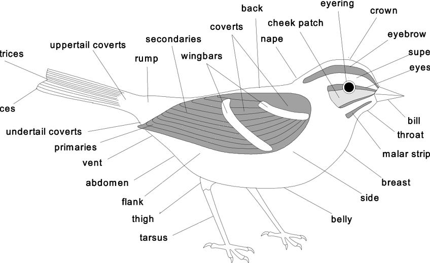 Fornecendo uma pista de identificação valiosa