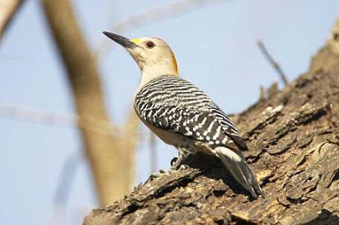 Mostra pequenas manchas pretas nas penas externas da cauda