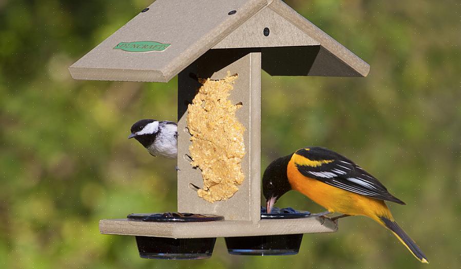 Mas os pássaros podem comer manteiga de amendoim