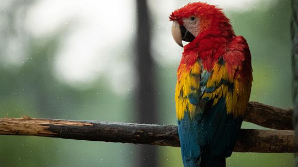 Pode ser um desafio atrair papagaios de quintal