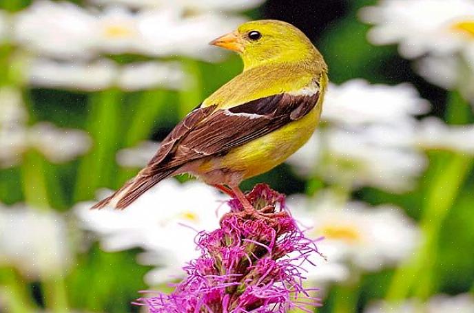 Mantenha seu quintal colorido plantando flores em cores que atraiam pássaros