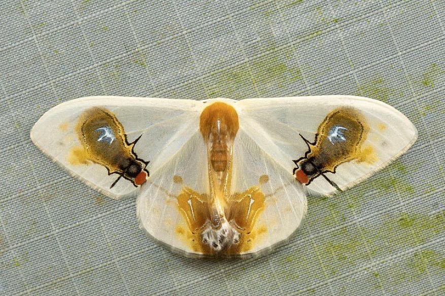 E a mímica é comum em muitos tipos de pássaros