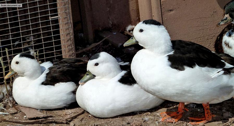 Ao compreender o que torna um pato um pato