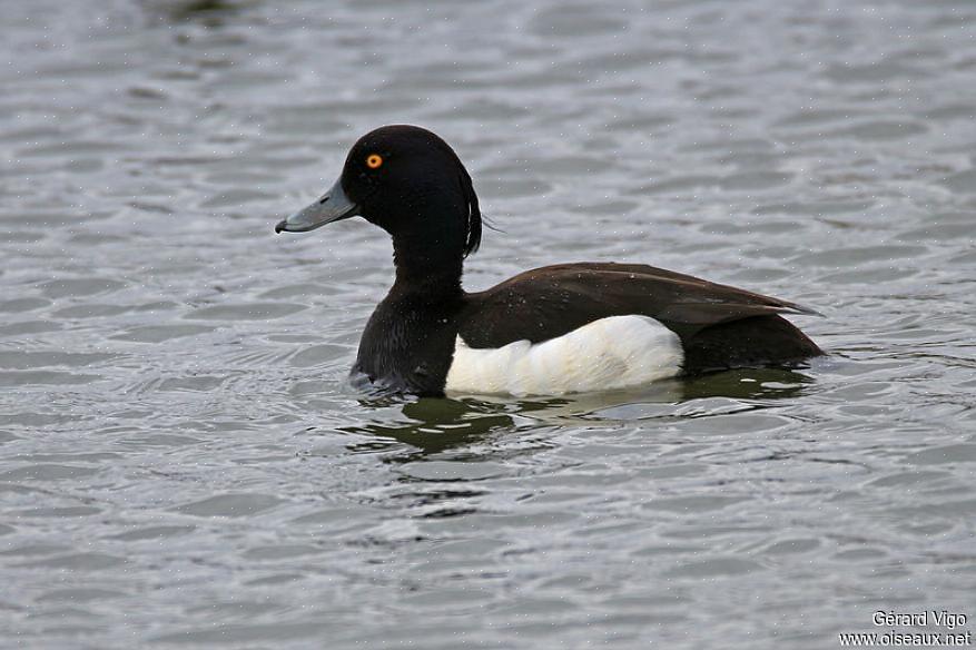 Tufted Pochard