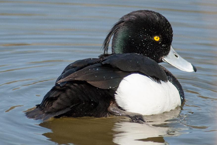 Os patos tufados são fáceis de encontrar quando os observadores de pássaros visitam o habitat adequado