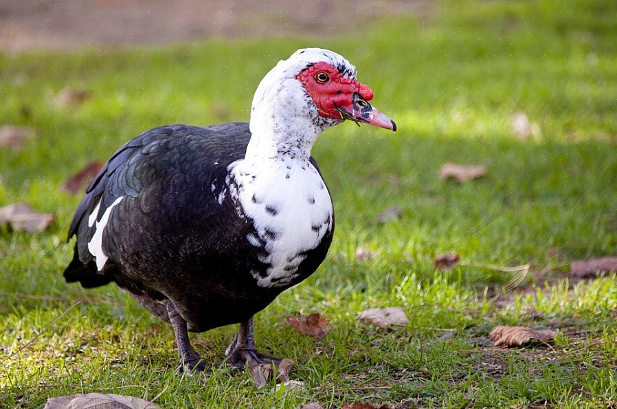 Pato Crioulo (doméstico)