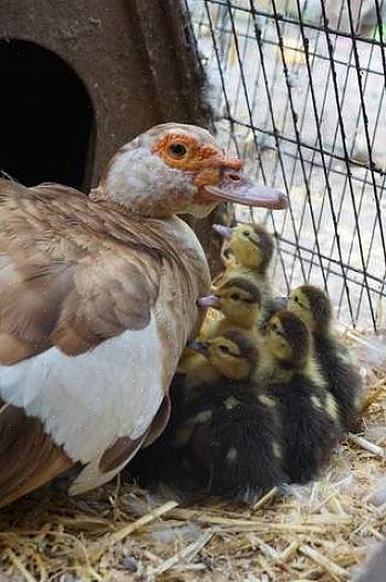 Os patos almiscarados usam técnicas de pastagem