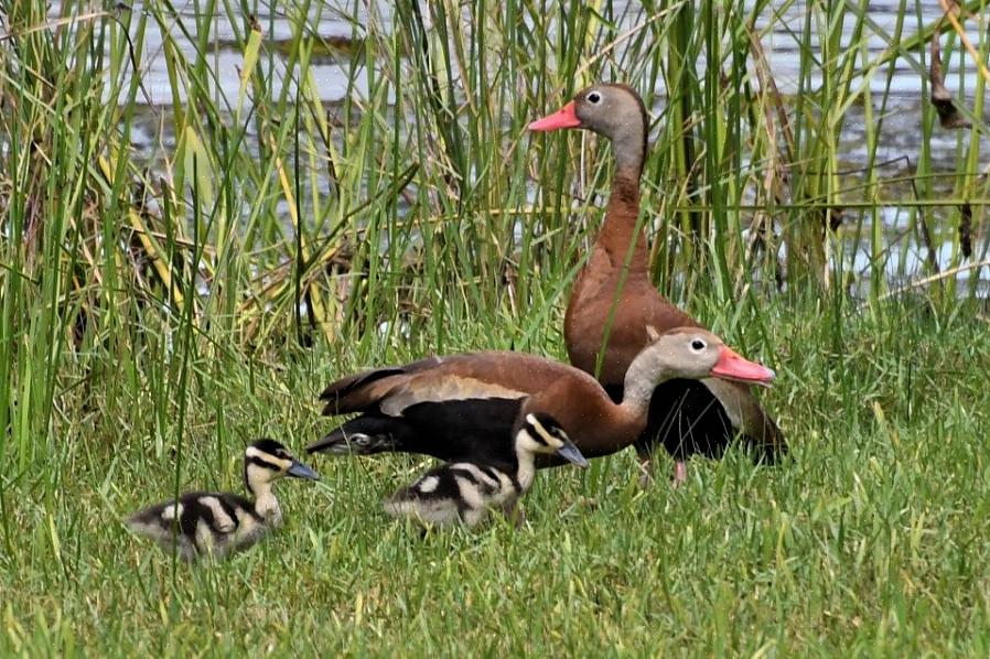 Pato-assobiador-de-barriga-preta