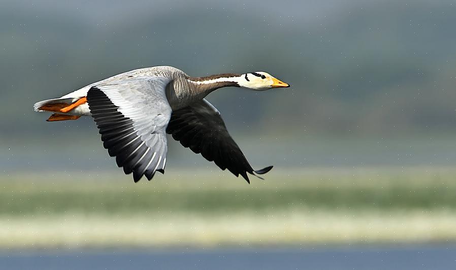 Os ovos dos gansos com cabeça de barra são simples