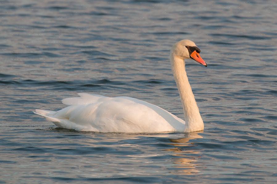 Os cisnes mudos na Europa podem migrar para o Oriente Médio no inverno