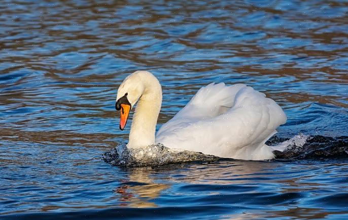 Os cisnes mudos são graciosos na água