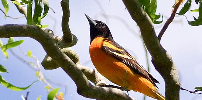 O oriole de Baltimore foi oficialmente designado como ave do estado de Maryland em 1947