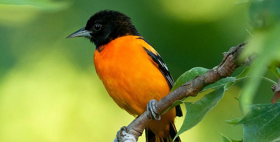 O oriole de Baltimore é uma ave canora laranja brilhantemente colorida