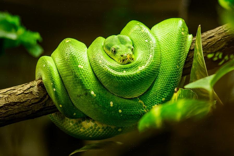 As cobras preferem áreas frescas e úmidas