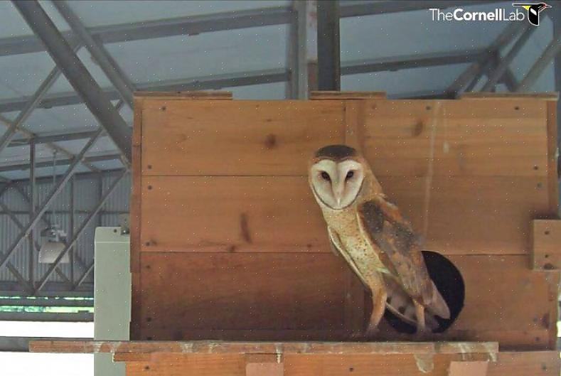 Corujas-das-torres regurgitam pelotas na caixa-ninho para servir de amortecimento para as aves jovens