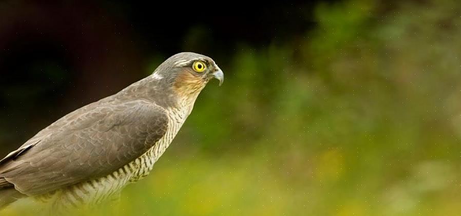 As aves de rapina ficarão mais à vontade em um habitat de aparência nativa