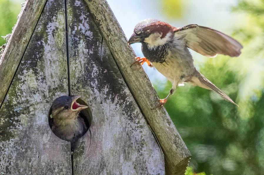 Mesmo um quintal adequado para pássaros com uma gaiola não atrairá pássaros em nidificação se não for o tipo