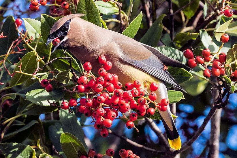 E as árvores frutíferas podem fornecer alimentos o ano todo com seiva doce