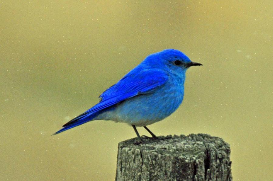 Os pássaros azuis orientais pertencem à família de pássaros Turdidae