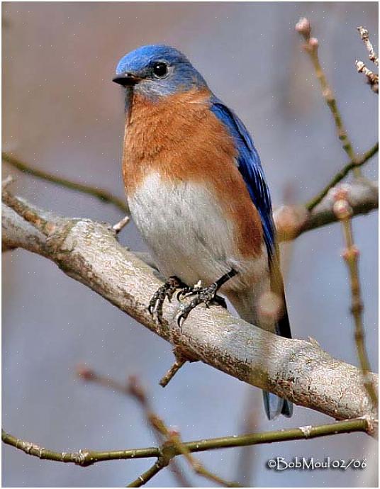 Identificação do pássaro azul oriental