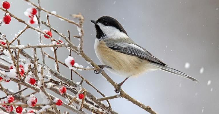 O que comem as aves de inverno