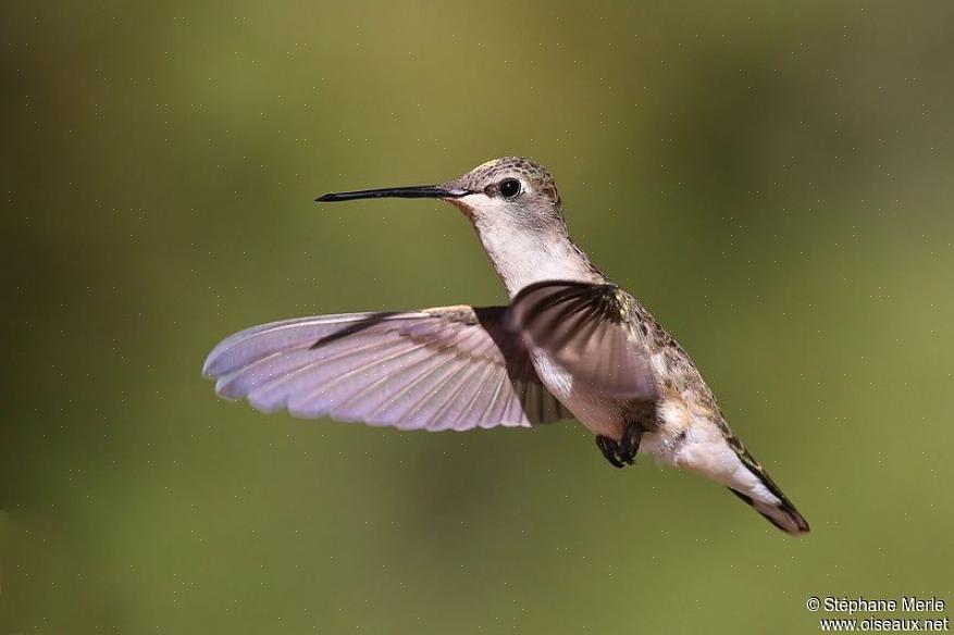 Os ovos do colibri de queixo preto são totalmente brancos