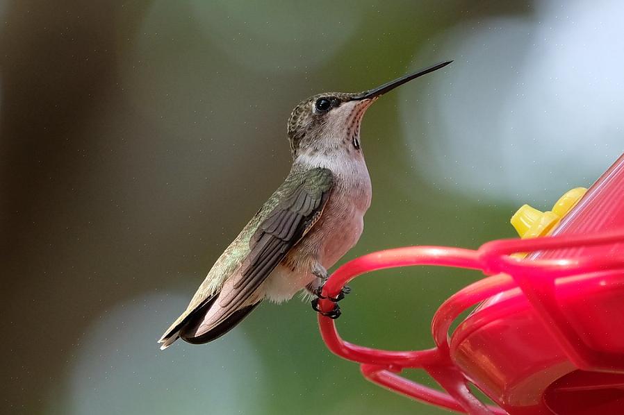 Colibris de queixo preto foram registrados como hibridizando com várias outras espécies de beija-flores onde