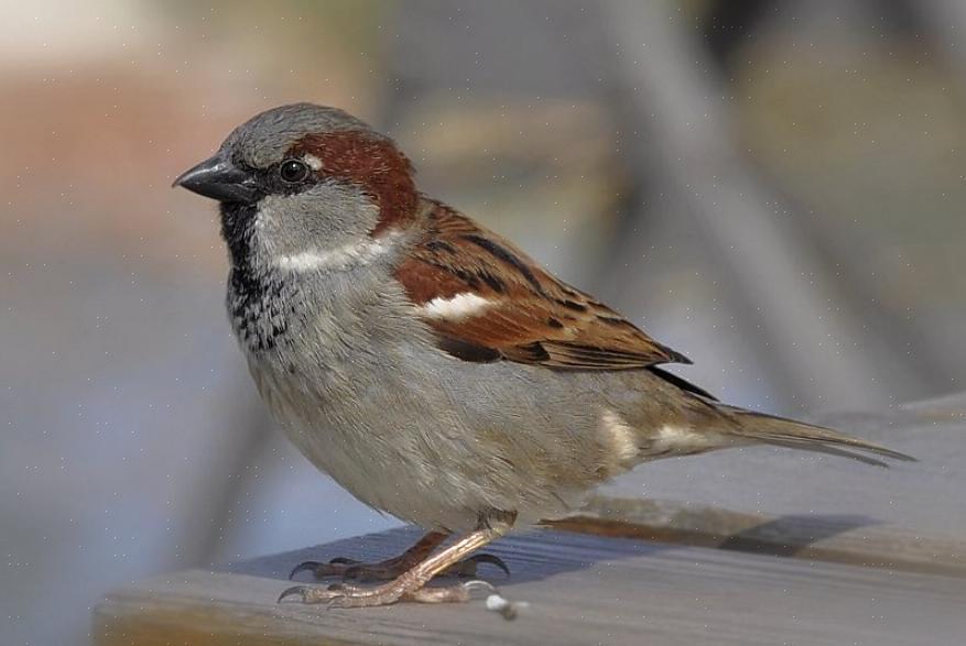 O pardal de coroa branca (Zonotrichia leucophrys) é fácil de distinguir com seu padrão de cabeça