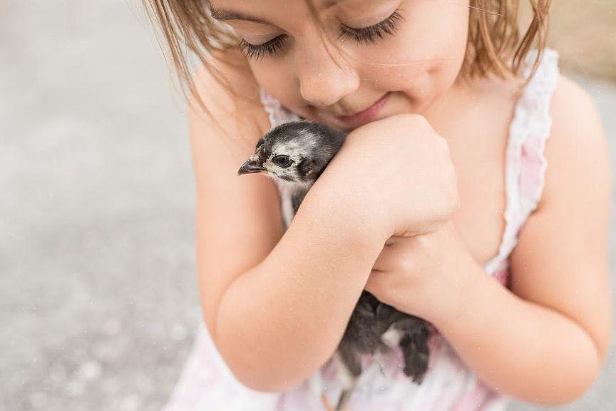 Embora nomes genéricos para pássaros bebês possam ser usados para qualquer espécie de pássaros