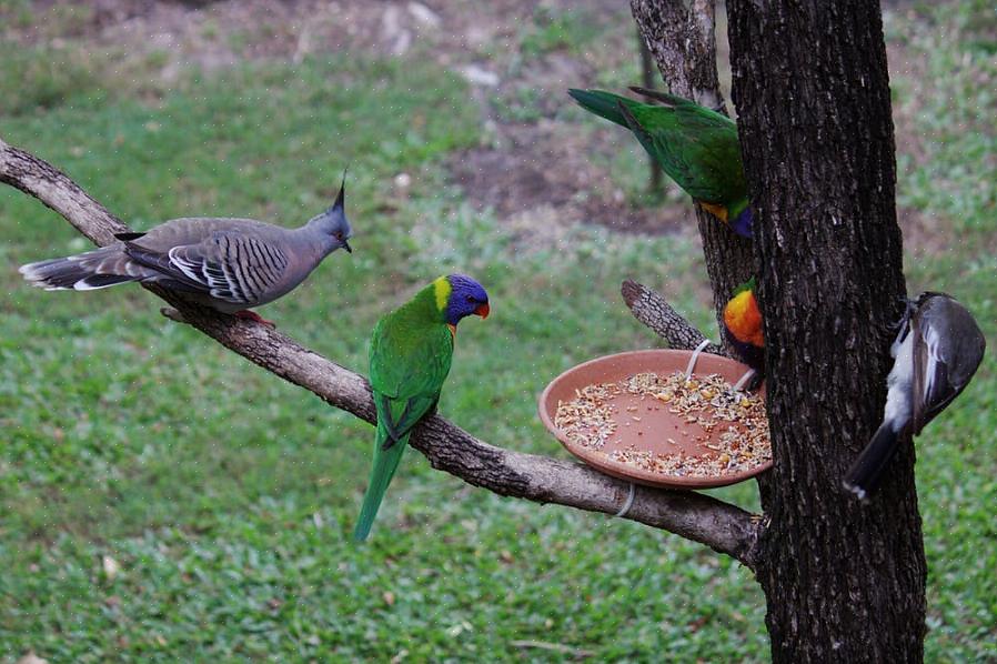 Os pássaros são animais de sangue quente que têm um metabolismo muito mais alto e