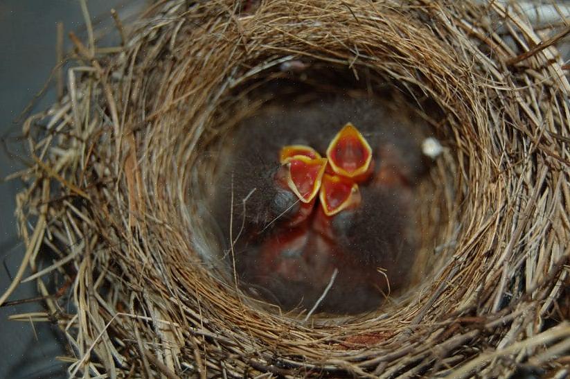 Os observadores de pássaros podem ajudar a construir um ninho de pássaro