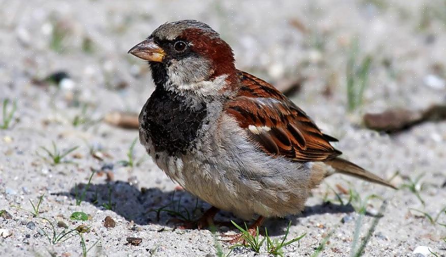 Remova os locais de nidificação dos pardais Os pardais domésticos competem agressivamente com as aves