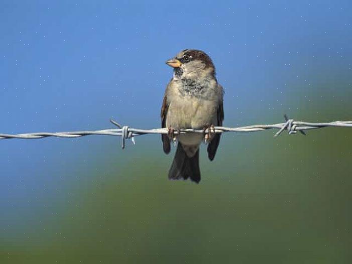 Os pardais domésticos podem causar muitos problemas para as aves nativas