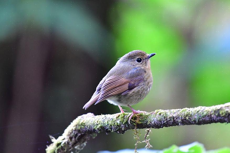 As dicas certas de identificação de flycatcher