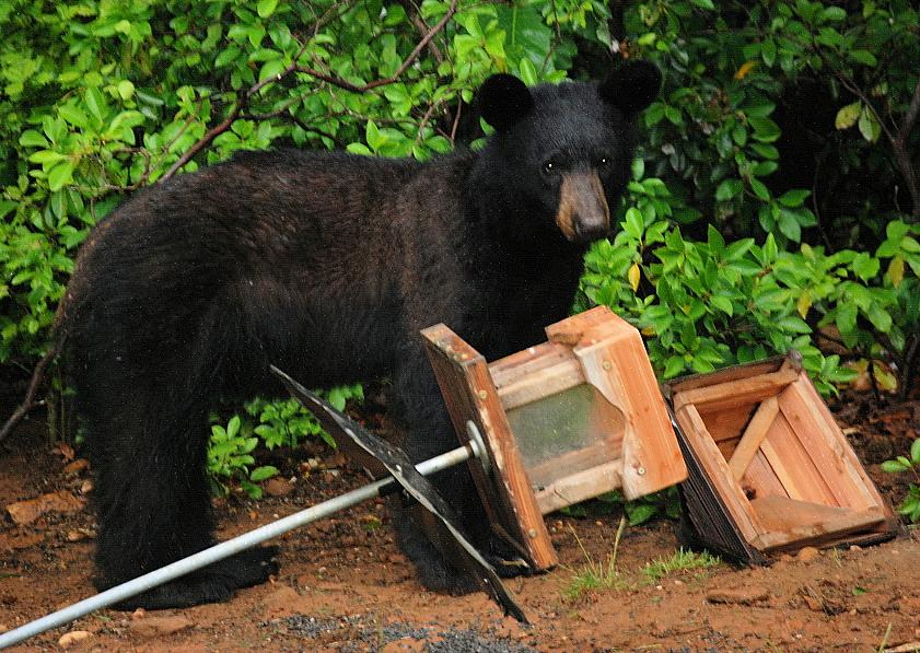 Ainda é possível desencorajar as visitas dos ursos aos comedouros