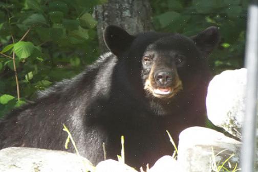 Se um urso se tornar um hóspede regular dos comedouros de pássaros