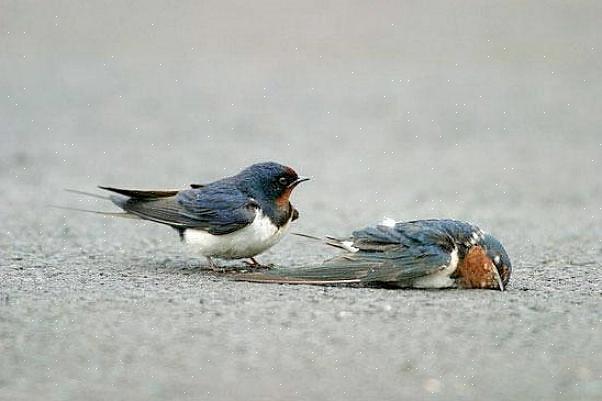 Existem muitas espécies de aves conhecidas por formarem fortes laços de pares de longo prazo que podem ser