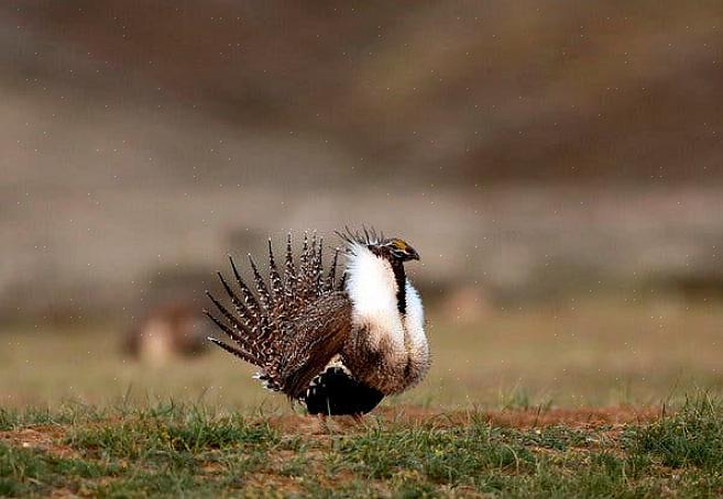 E conservar o habitat é vital para ajudar a proteger os pássaros