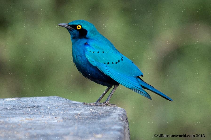 Estorninho-de-orelha-azul-maior